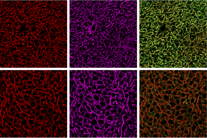 Confocal microscope images